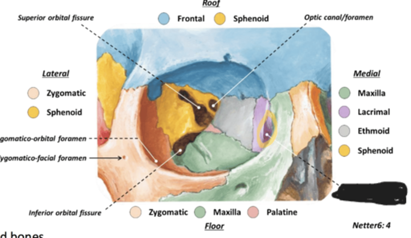 <p>Lacrimal fossa of lacrimal bone</p>