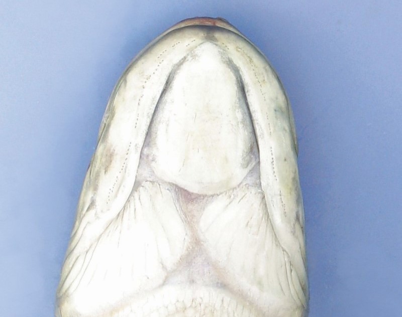 <p>ventral bony plate that lies between the two lower jaws, or in the anerior third of the space between lower jaws(bowfin) </p><p>→ found in elopiodae, colecathiformes, subclass cladista </p>