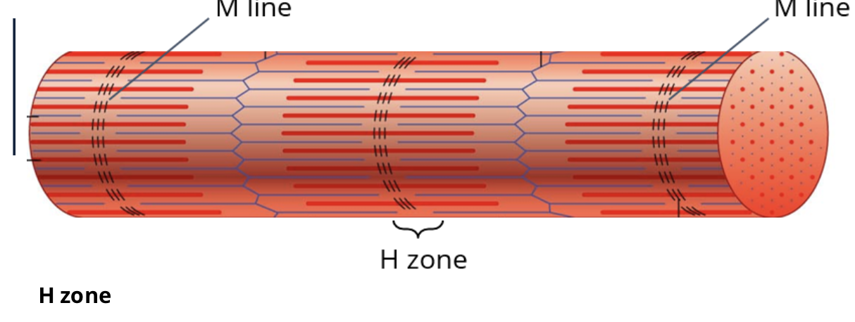 <p>the protins that hold myosin together in a stack and only contains the heavy chain of myosin </p>