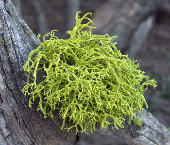 <p>Lichen resembling bushes</p>