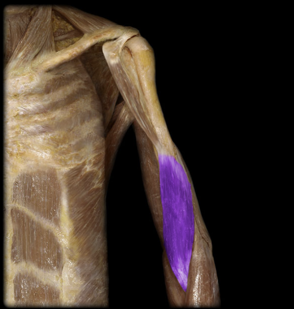 <p>placed more laterally on the arm, deep to the biceps brachii, flexion @ elbow</p>