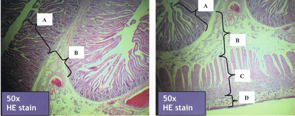 <p>Identify the structure</p>