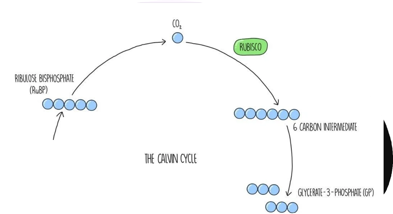 <ol><li><p><mark data-color="#4ec2df" style="background-color: rgb(78, 194, 223); color: inherit;">CO<sub>2</sub></mark><sub> </sub>(1C) <strong><u>combines </u></strong>w. <mark data-color="#dc82d7" style="background-color: rgb(220, 130, 215); color: inherit;">RuBP</mark> (5C), catalysed by <em><u>RuBisCO</u></em> to produce <strong>unstable 6C intermediate</strong></p><ol><li><p>C in CO<sub>2</sub> has been fixed (incorporated from external environment into organic molecule)</p></li></ol></li><li><p>6C<span style="color: red;"> breaks down</span> forming<mark data-color="blue" style="background-color: blue; color: inherit;"> 2 GP molecules</mark> (3C each)</p></li></ol><p></p>