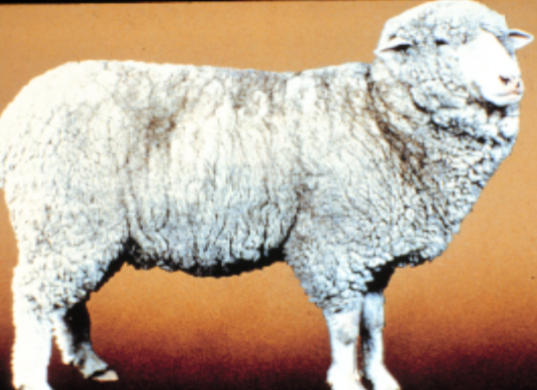 <p>originated in Idaho by crossing Rambouillet rams with Columbia ewes</p>