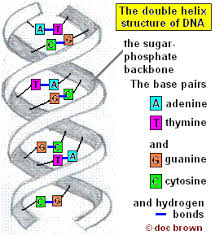 <p>base pairing</p>