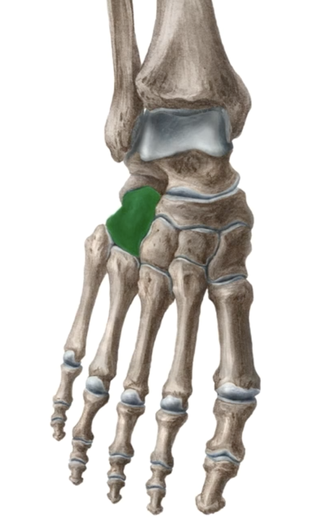 <p>What is this bone?</p>