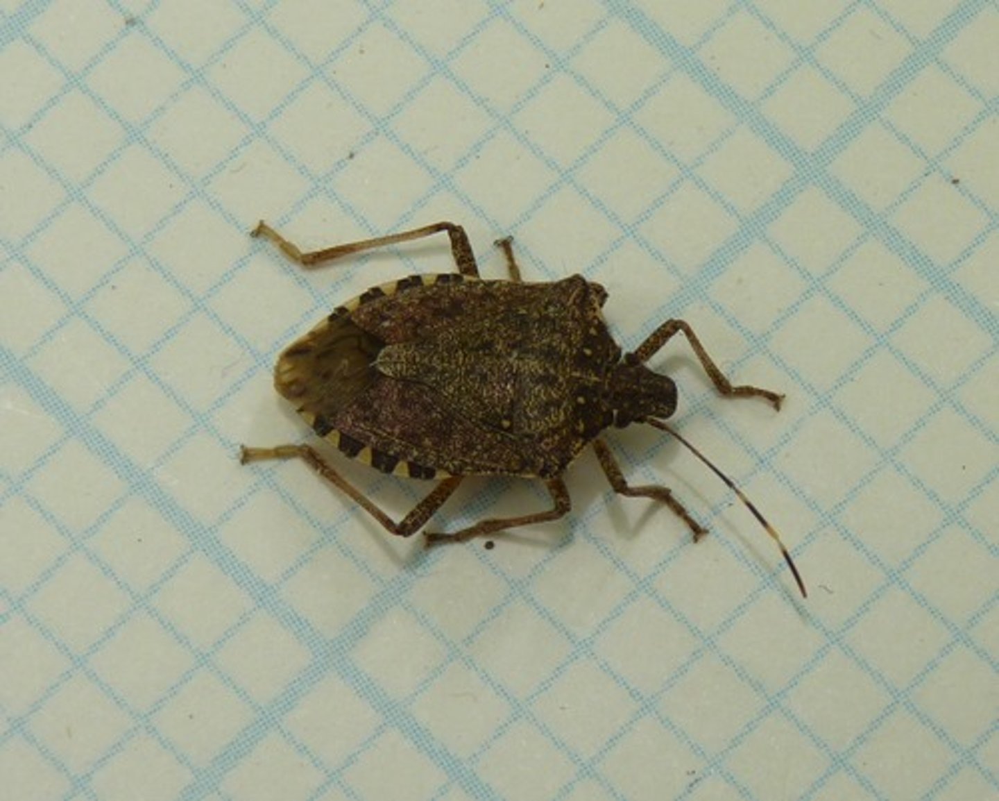 <p>Sub-phylum Insecta<br>Order Hemiptra</p>