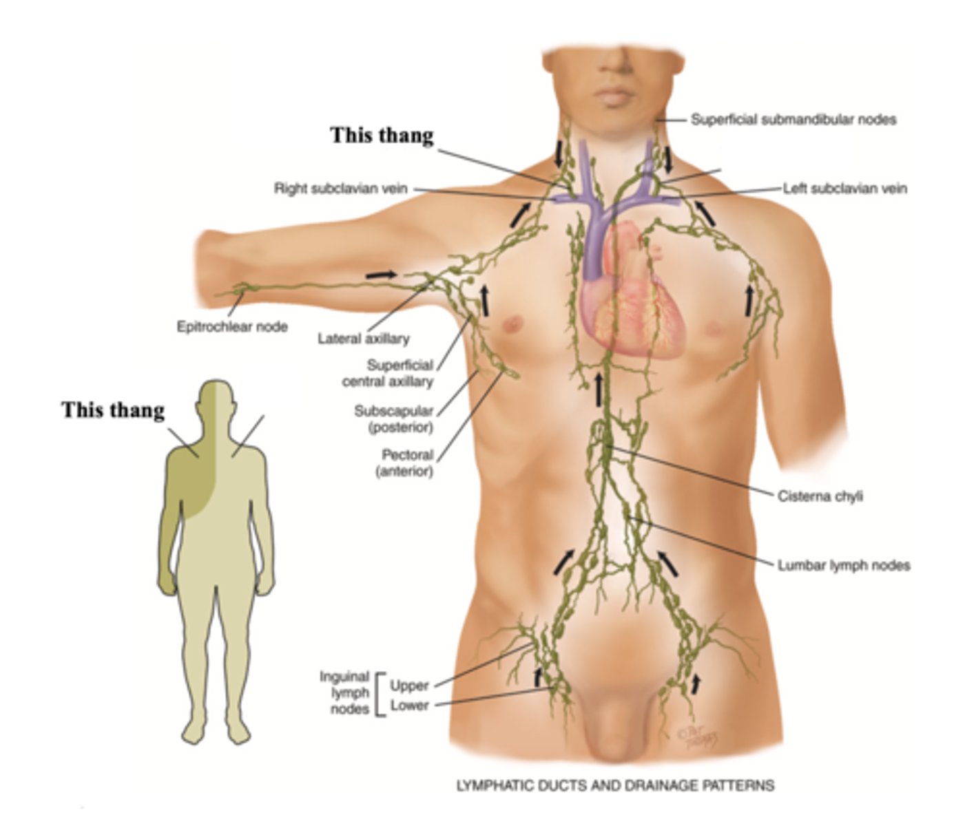 <p>The lymphatic vessel that drains the right side of the upper body and empties into the right subclavian vein</p>
