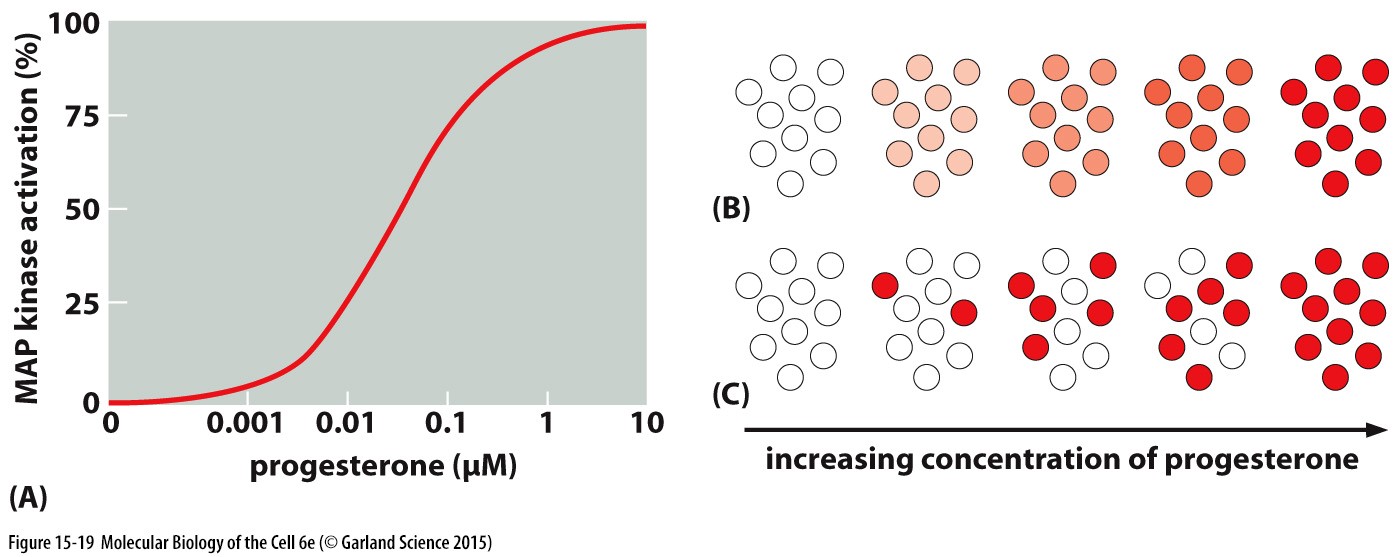__gradual response__: A → B

* short/simple
* response depends on amount of ligand present
* activity in every cell is increased bit by bit

\
__binary response__: A → B → C until enough C for C→ D

* long/complex, amplifying steps
* need enough of C to reach a threshold
* individual cells are activated one at a time