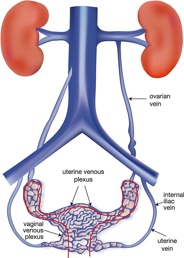 <p>Veins that drain blood from the ovaries and transport it back to the inferior vena cava.</p>