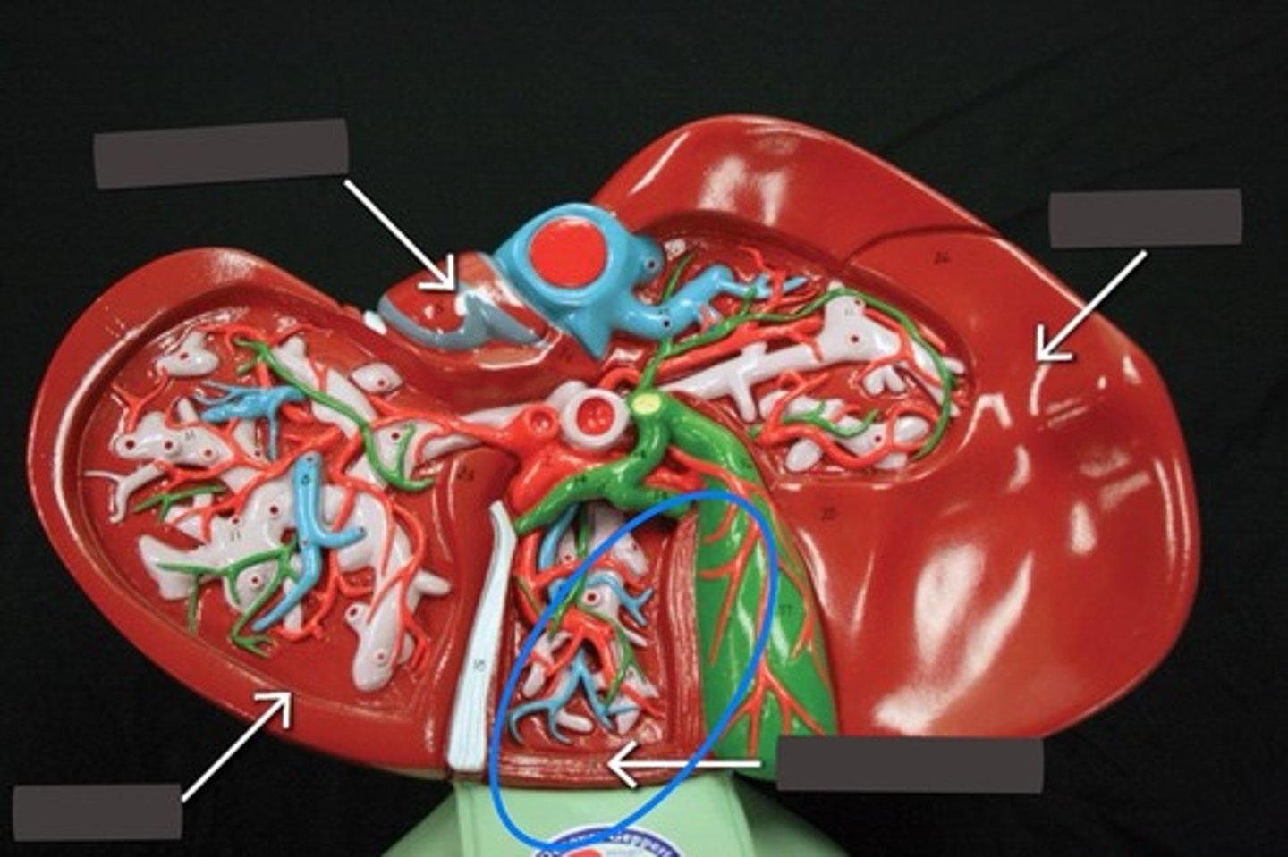 <p>Square lobe at the bottom of the liver</p>