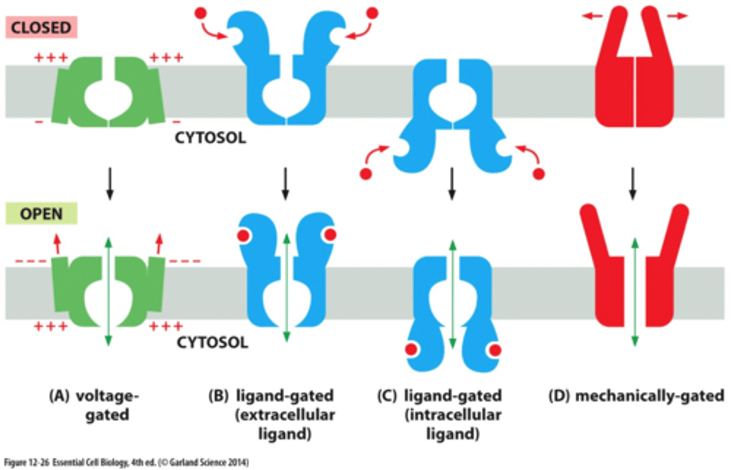 <p>influence the opening and closing of ion channels</p>
