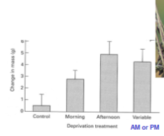 <ul><li><p>In the morning, there’s less fat storage</p></li><li><p>In the afternoon, there”s more storage because they assume they’ll need to make it through the day/night</p></li></ul><p></p>