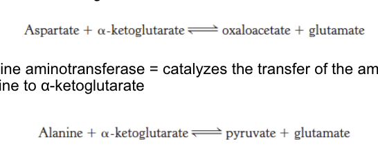 <ul><li><p>aspartate aminotransferase = <strong>catalyze</strong> the transfer of amino group of aspartate → <span>α-ketoglutarate; end result = oxaloacetate + glutamate</span></p></li><li><p><span>alanine aminotransferase = <strong>catalyze</strong> the transfer of the amino group of alanine → α-ketoglutarate; end result = pyruvate + glutamate</span></p></li></ul><p></p>