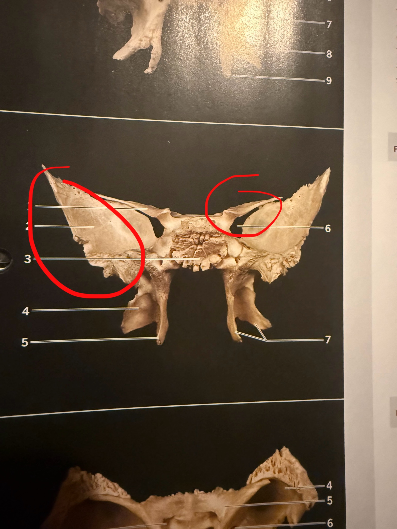 term image