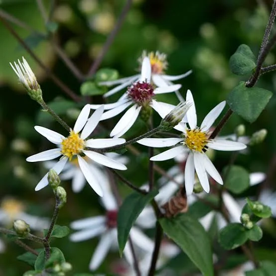 <p>white wood aster </p>