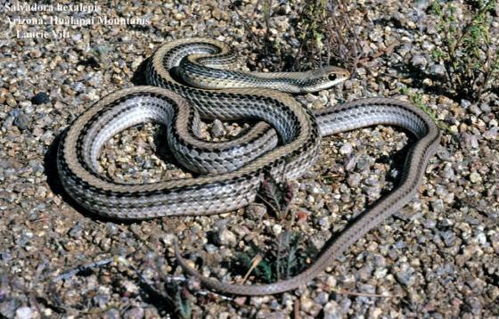 <p>Washington Co. • To 100cm • Dark stripes down the back • Snout scale is large, and protrudes laterally</p>