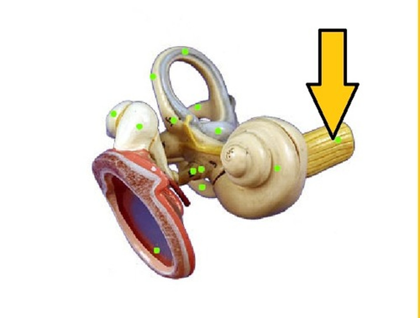 <p>the nerve that carries impulses from the inner ear to the brain, resulting in the perception of sound</p>