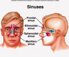 <p>sinuses located between the nasal bridge and the eyes.</p>