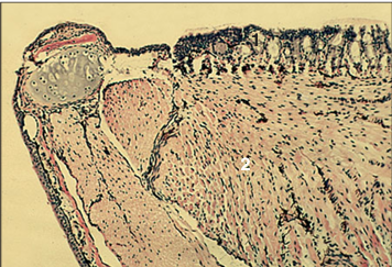 <p>Identify the structure:</p><p>Specie:</p><p>Parts:</p><p>1.__ 2.__ </p><p>Stain used:</p>