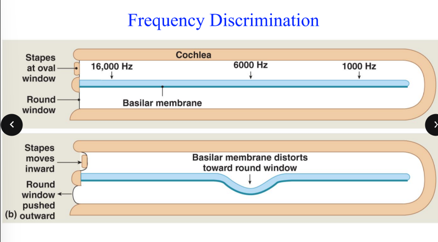 <p>_______ intensity (louder) sounds cause larger vibration and stimulate more hair cells (intensity is measured in _____) </p>