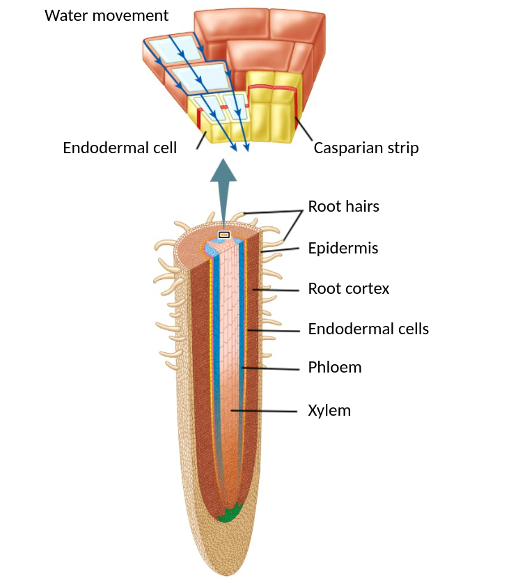 <p>below ground, water &amp; nutrient collection, support</p><ul><li><p>gets nutrients/H2O </p></li><li><p>selective of what it lets in </p><ul><li><p>outer part = epidermis</p><ul><li><p>root hairs</p></li></ul></li><li><p>cortex = filler doesn’t do a whole lot</p><ul><li><p>parenchyma: cellular tissues</p></li></ul></li><li><p>inner part  = endodermis</p><ul><li><p>casparian strip = can’t do H2O, has to then go into endoderm </p></li></ul></li></ul></li></ul>