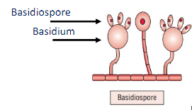 <ul><li><p>Produced by basidiomycetes</p></li><li><p>Born in a club-shaped structure called basidium</p></li></ul><p></p>