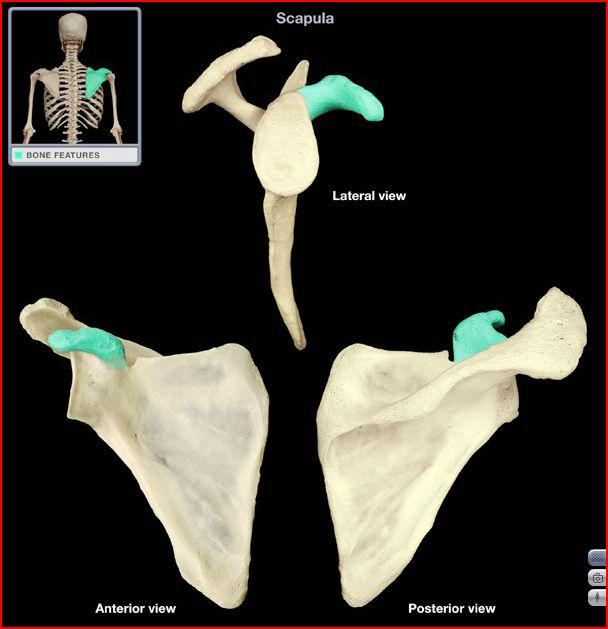 <ul><li><p>short head of the biceps, coracobrachialis, and pectoralis minor attach here</p></li></ul><p></p>