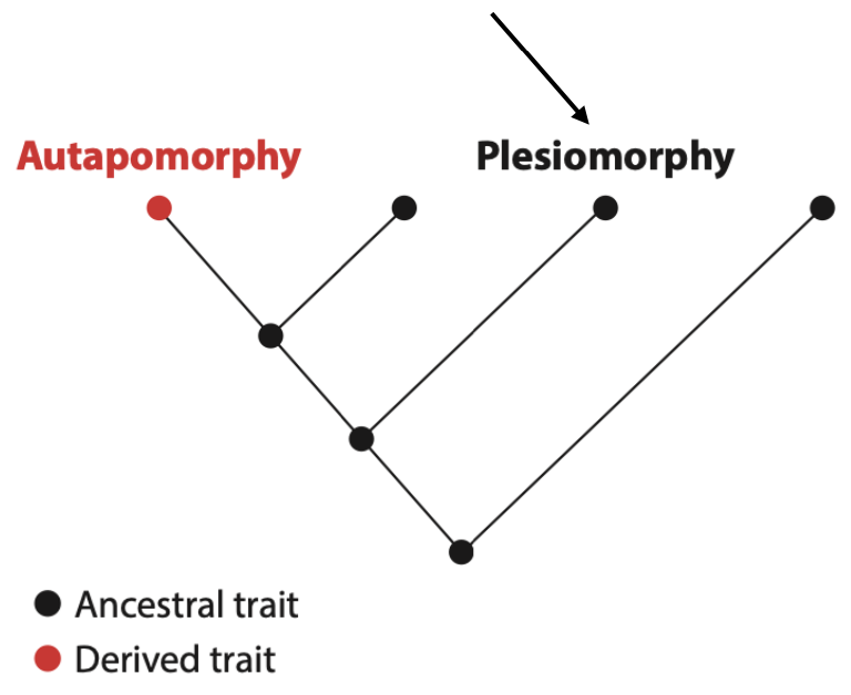 <p>Shared trait not specific to group being studied. </p><p>Eg. lactation in humans as mammals is a shared derived trait in mammals relative to non-mammalian vertebrates  </p>