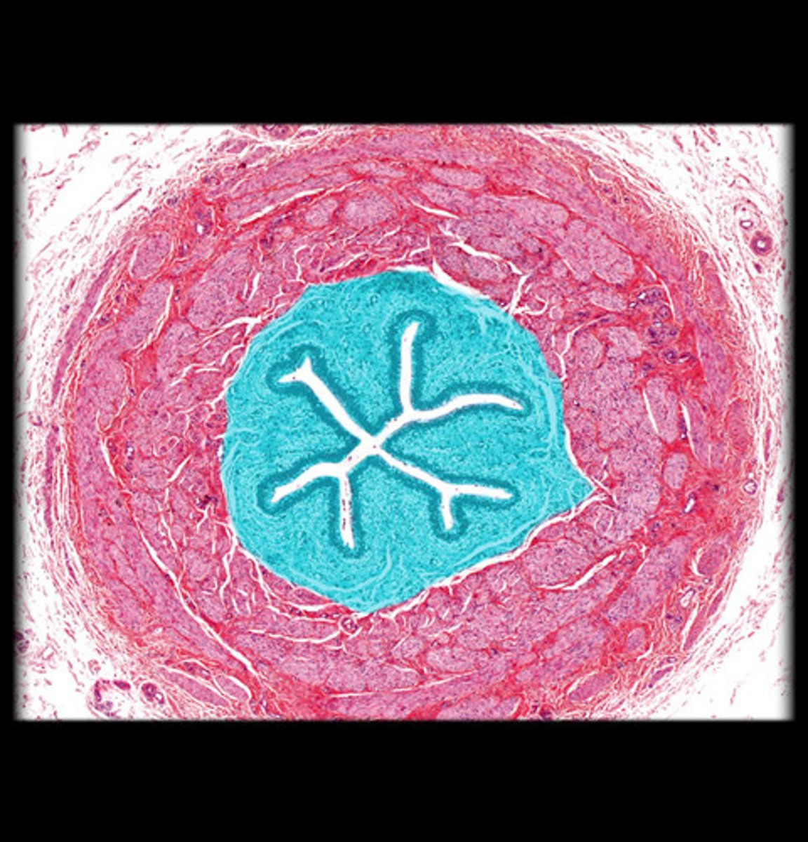<p>Transitional epithelium that stretches</p>