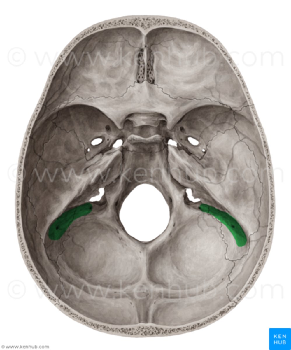 <p>Large curving groove set at the posterior base of the petrous pyramid on the endocranial surface of the mastoid part of the temporal bone</p>