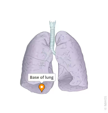 <p>Bottom part of the lung. </p>