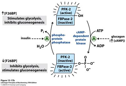 b) PKA

note: in diagram cAMP dependent protein kinase = PKA