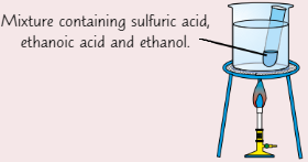 <p><em>How to make </em><strong><em>ethyl ethanoate:</em></strong></p><ul><li><p><em>Add a few drops of </em><strong><em>conc. sulfuric acid </em></strong><em>to boiling tube using </em><strong><em>dropping pipette</em></strong></p></li><li><p><em>Add 10 drops of </em><strong><em>ethanoic acid</em></strong></p></li><li><p><em>Add equal volume of </em><strong><em>ethanol</em></strong></p></li><li><p><em>Place boiling tube in beaker of water + place on tripod</em></p></li><li><p><em>Heat using </em><strong><em>Bunsen burner</em></strong><em> until water boils, then turn off Bunsen</em></p></li><li><p><em>After </em><strong><em>1 min</em></strong><em>, remove </em><strong><em>tube </em></strong><em>and allow to </em><strong><em>cool</em></strong></p></li><li><p><em>Once cool, pour mixture into test tube of </em><strong><em>sodium carbonate</em></strong><em> solution + mix<br></em><strong><em>Layer of ester </em></strong><em>should form on top of solution</em></p></li></ul>