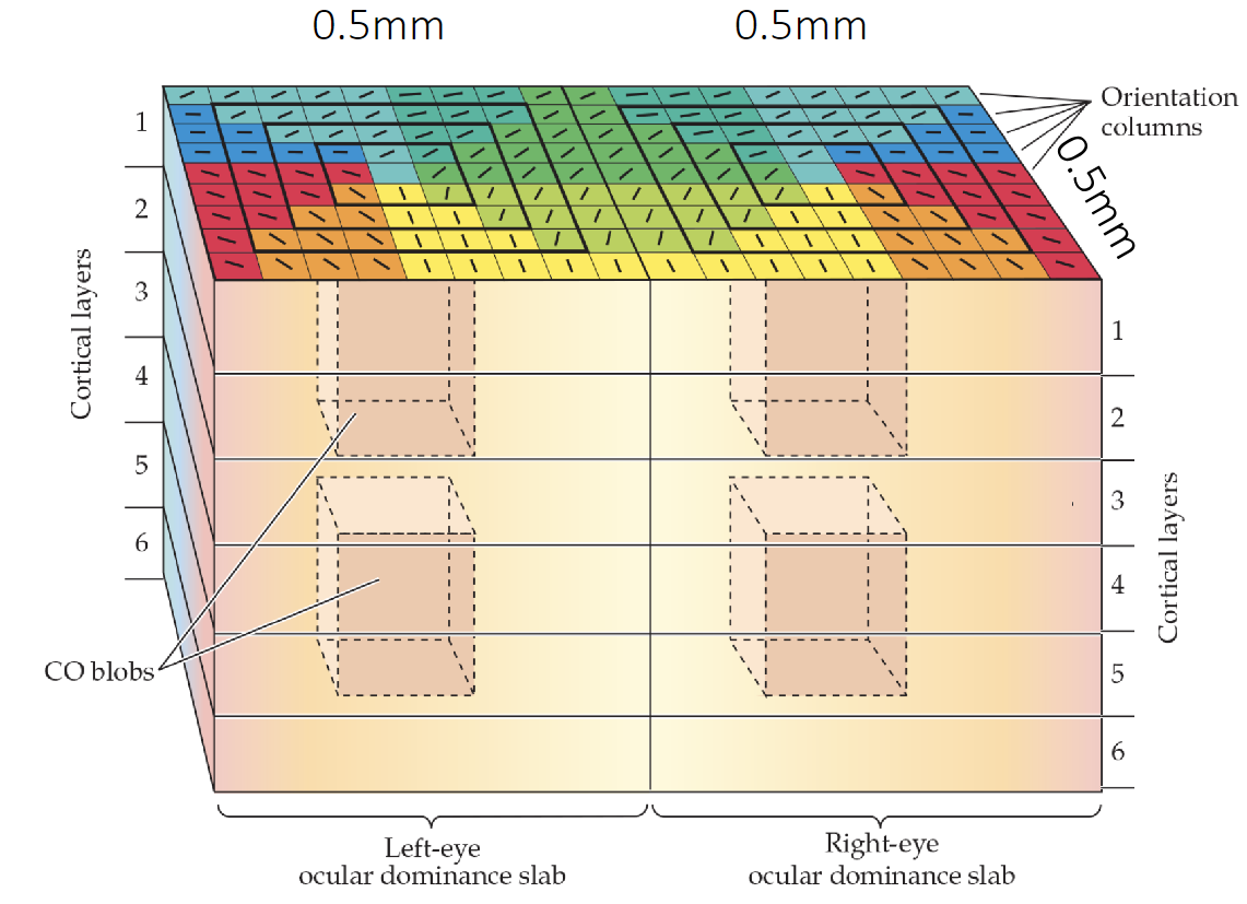 <p>Contains all orientations for a given ocular dominance column (Orientation columns organized within ocular dominance columns)</p><p>AKA: All possible angles for one eye. </p>