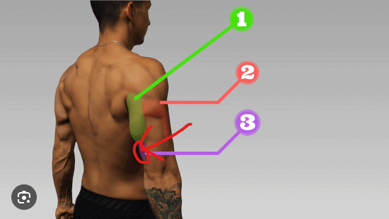 <p>Origin - Humerus </p><p>Insertion - Olecranon of ulna </p><p>Action - extension at the elbow </p>