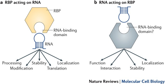 <p><strong>Strategy:</strong></p><ul><li><p>RNA-binding proteins contain numerous short RNA binding domains (dozens to hundreds).</p></li></ul><p><strong>Stabilization &amp; Specificity:</strong></p><ul><li><p>Ionic and hydrogen bonds stabilize interactions.</p></li></ul><p><strong>Common Motifs:</strong></p><ul><li><p>Highly diverse!</p></li><li><p>Many domains with varying patterns within a polypeptide.</p></li></ul><p><strong>Recognition Sequence Impact:</strong></p><ul><li><p>Adapted to bind flexible and dynamic RNA substrates.</p></li></ul><p><strong>Other Domains:</strong></p><ul><li><p>Numerous additional domains contribute to function.</p></li></ul><p></p>