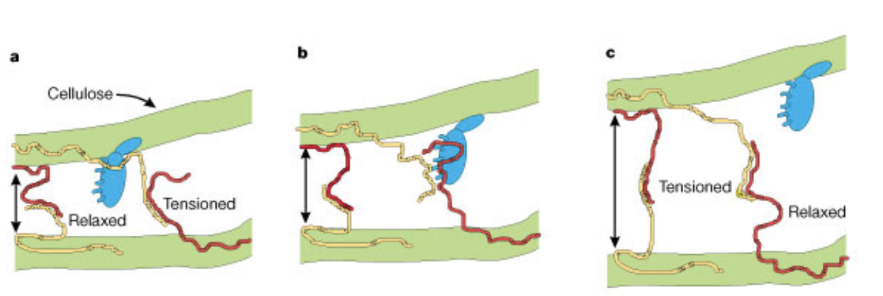 <p>model of expansin activity</p><ol><li><p>expansins will slide along -</p></li><li><p>expansins recognize attached - under -</p></li><li><p>expansin removes part of the -</p></li><li><p>results in partial -, which allows cellulose microfibrils to slip -</p></li></ol>