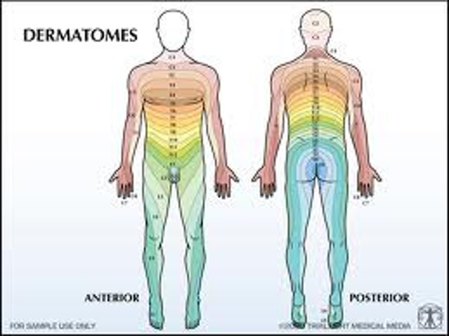 <p>Each dermatome corresponds to an area of skin supplied by mainly one spinal nerve. Whichever dermatome is firing indicates the position.</p>