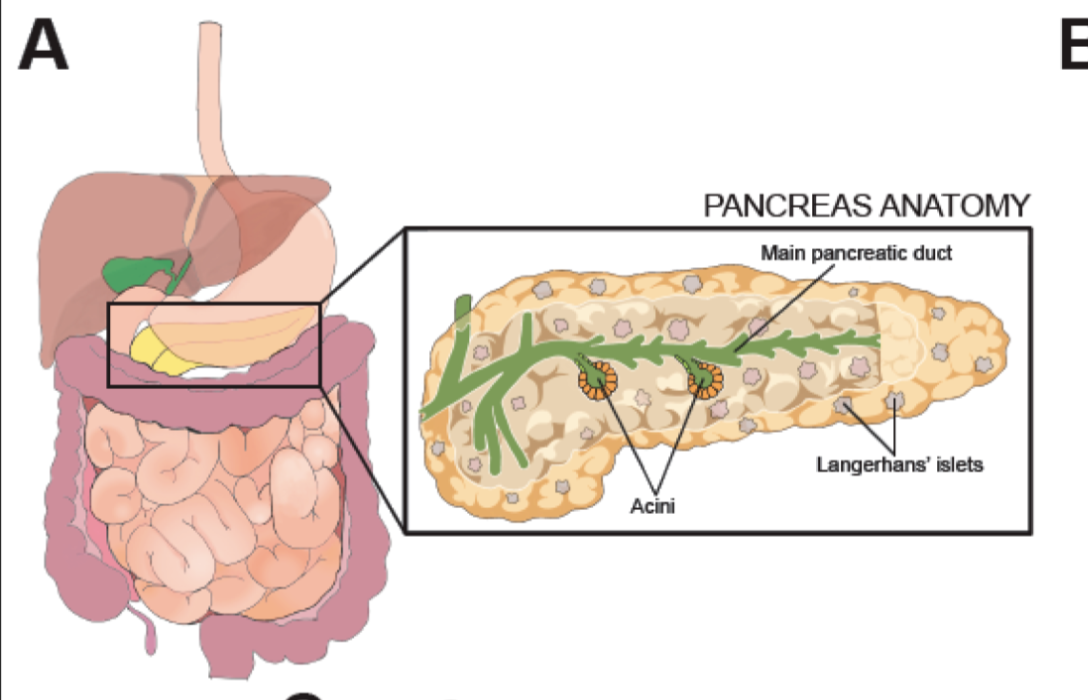 <p><span><mark data-color="yellow" style="background-color: yellow; color: inherit">The pancreas is a super important organ that makes many enzymes and hormones.</mark></span></p><ul><li><p><span>suddenly (acute) pancreatitis.</span></p></li><li><p><span>over a long time (chronic) pancreatitis.</span></p></li></ul><p><span><mark data-color="yellow" style="background-color: yellow; color: inherit">Pancreas has 3 sections</mark></span></p><ul><li><p><span>Head, located within the curvature of the duodenum</span></p></li><li><p><span>Body</span></p></li><li><p><span>Tail</span></p></li></ul><p><span><mark data-color="yellow" style="background-color: yellow; color: inherit">Acini</mark></span></p><ul><li><p><span><strong>Acini</strong> are tiny groups of cells in the pancreas.</span></p></li><li><p><span>Acini make up most of the pancreas (98%) and produce <strong>pancreatic juice</strong>, which helps with digestion.</span></p></li><li><p><span>This pancreatic juice travels to the small intestine (duodenum) through tubes (ducts).</span></p></li><li><p><span>The main pancreatic duct connects with the common bile duct and empties into the duodenum</span></p></li></ul><p></p>