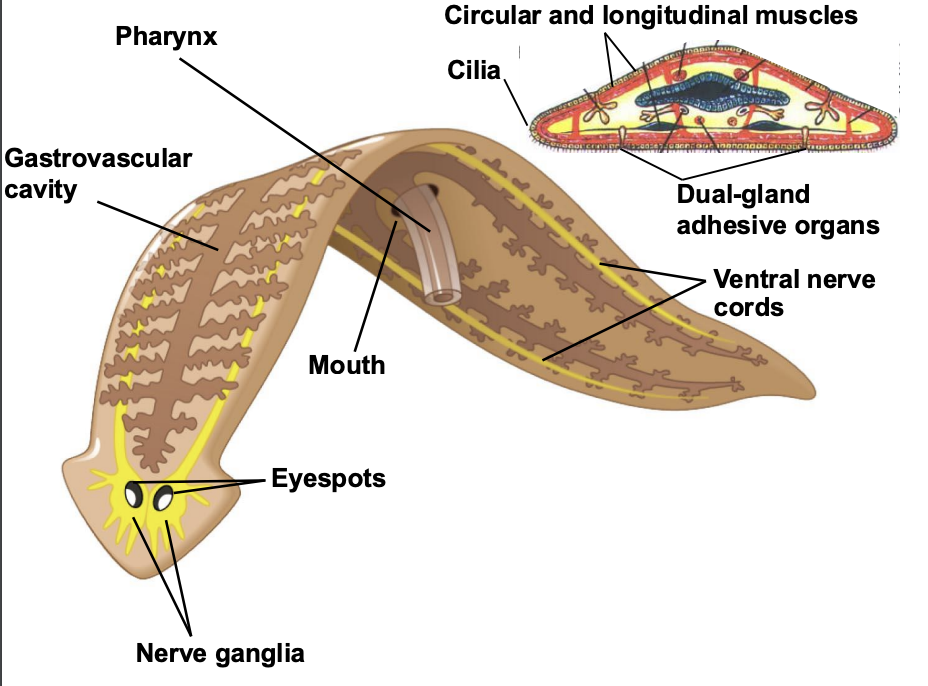 <p>Flatworms lack circulatory, respiratory, and skeletal systems. </p><p>Coelom is absent and gut incomplete. </p><p>Size range is from less than one mm to several meters.</p>