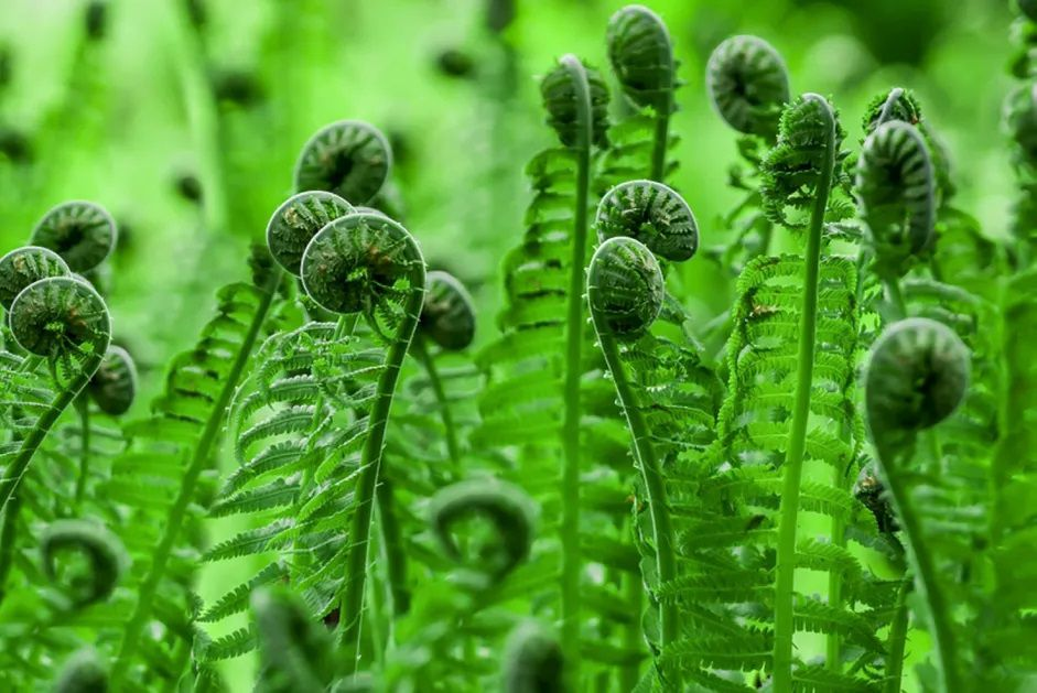 <p>Monilophytes; fronds with sori; heart-shaped gametophyte; <strong>sporophyte dominant</strong>.</p>