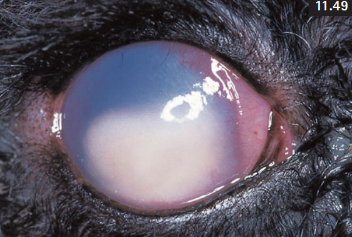 <p><span style="background-color: transparent;">Eye of a dog diagnosed with uveitis and secondary glaucoma.</span></p><p><span style="background-color: transparent;">What pathologies do you see?</span></p>