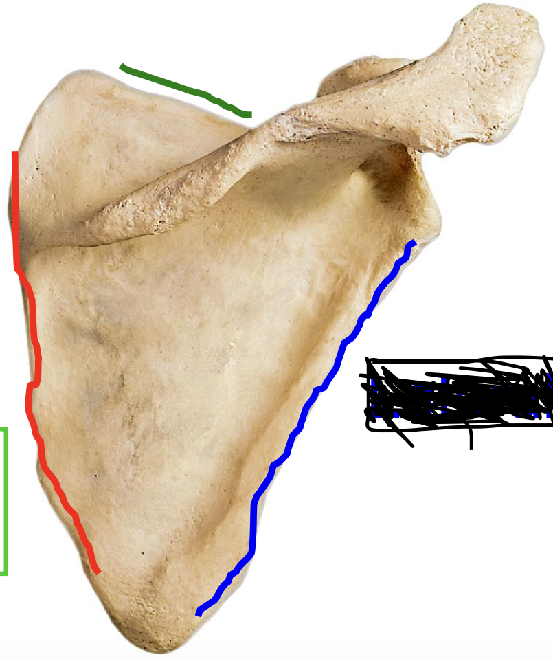<p>Scapula has three borders (posterior view)</p>