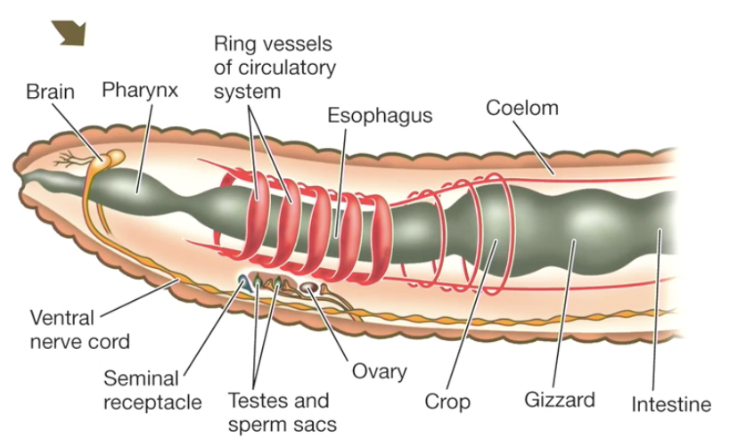 <p>segments are similar but each can be modified </p><ul><li><p>brain, pharynx, specialization of gut organs </p></li></ul><p></p>