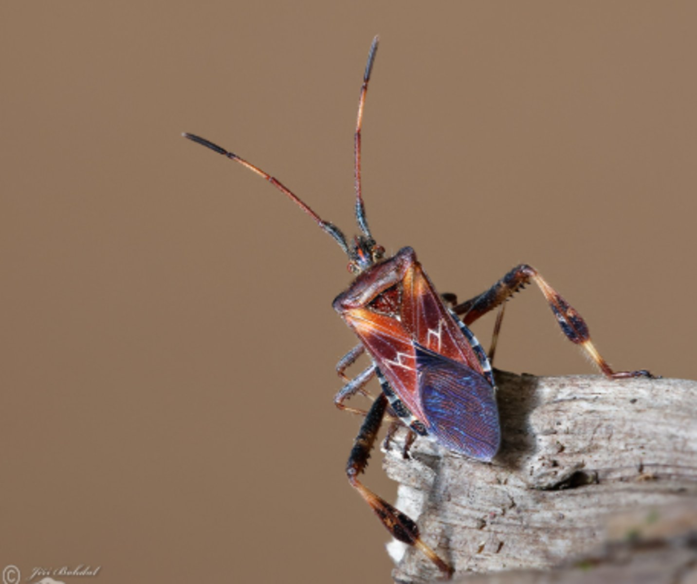 <p>ŘÁD- česky, latinsky</p><p>Podřád-česky latinsky</p><p>Infrařád-/</p><p>Čeleď-/</p><p>rod-/</p><p>druh-česky</p><p>(vysává šišky borovic, zadní nohy výrazně ztloustlé,)</p>