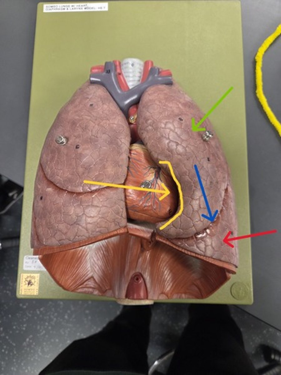 <p>Yellow arrow, the divot in the lung</p>