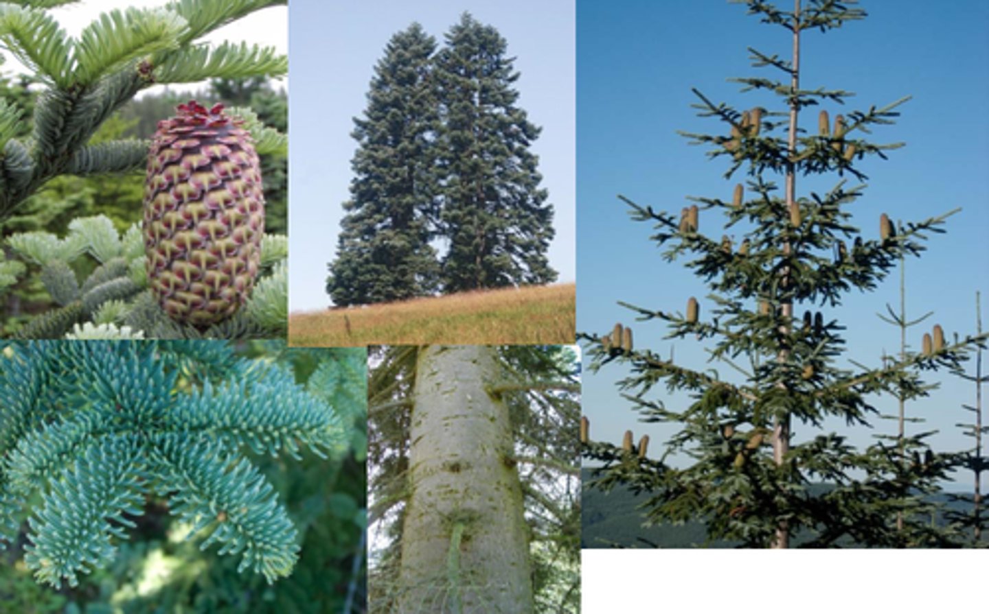 <p>- needles: point upwards at sky</p><p>- buds: rounded</p><p>- Cones: giant, biggest of abies, large visible bract scale looks like Fd's.</p>