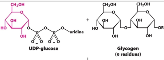 <p>The activated glucosyl unit</p>