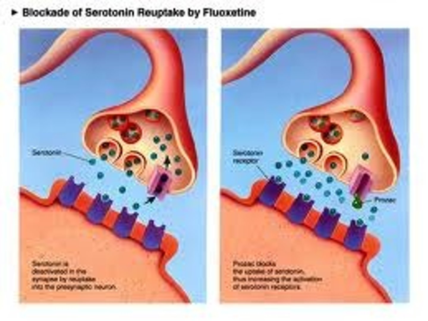 <p>Extra neurotransmitters return to sending neuron-sucked backed up into synaptic vesicles.</p>